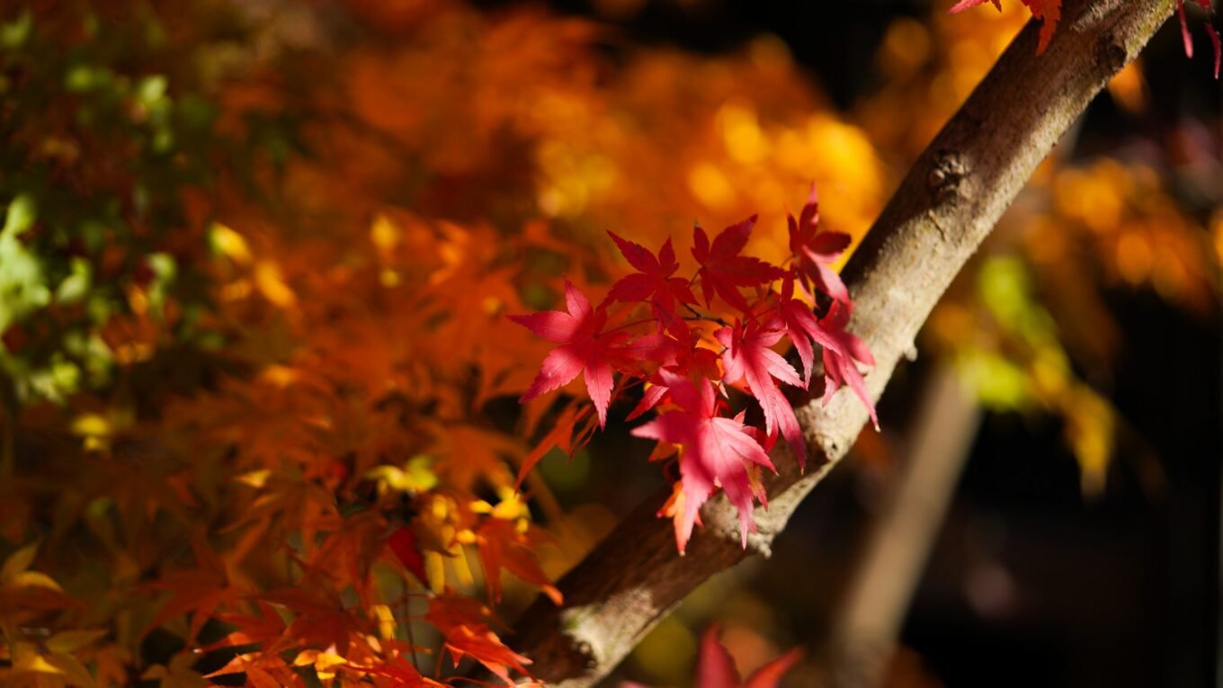 Flores belas no inverno